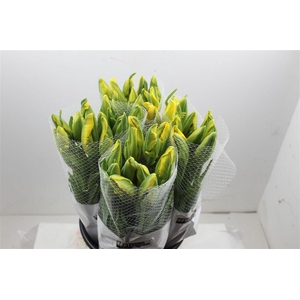 Tu Fr Pa La Courtine Parrot