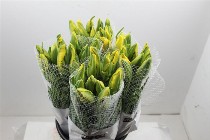 <h4>Tu Fr Pa La Courtine Parrot</h4>