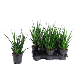 Sansevieria Kirkii Friends 12Ø 40cm