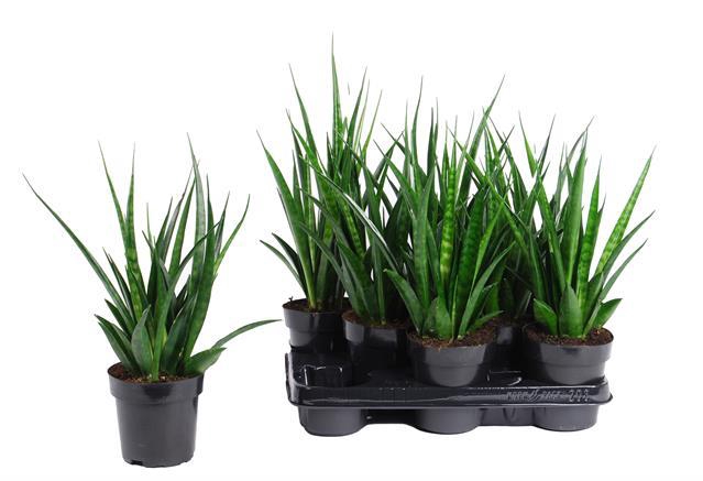 Sansevieria Kirkii Friends 12Ø 40cm