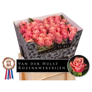 R Gr Adele Hulst