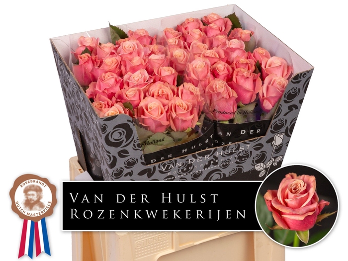 <h4>R Gr Adele Hulst</h4>