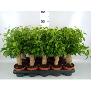 Ficus benja. 'Natasja'