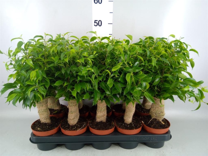 <h4>Ficus benja. 'Natasja'</h4>