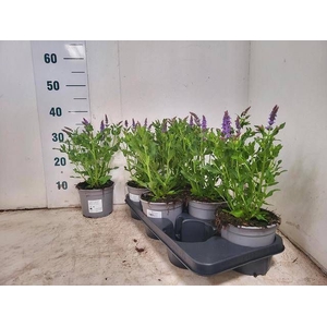 SALVIA NE BLAUHUEGEL