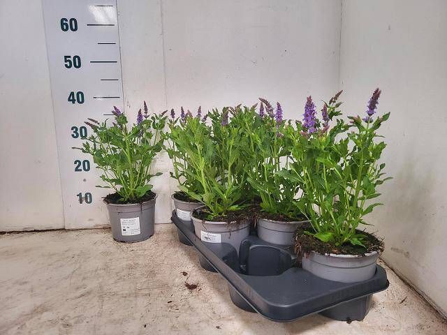 <h4>SALVIA NE BLAUHUEGEL</h4>