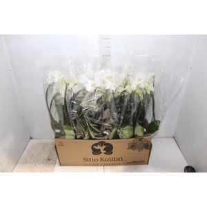 PHALAENOPSIS CASCATA P12 BRANCO 3 HT