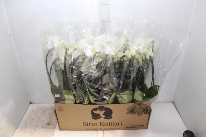 <h4>PHALAENOPSIS CASCATA P12 BRANCO 3 HT</h4>