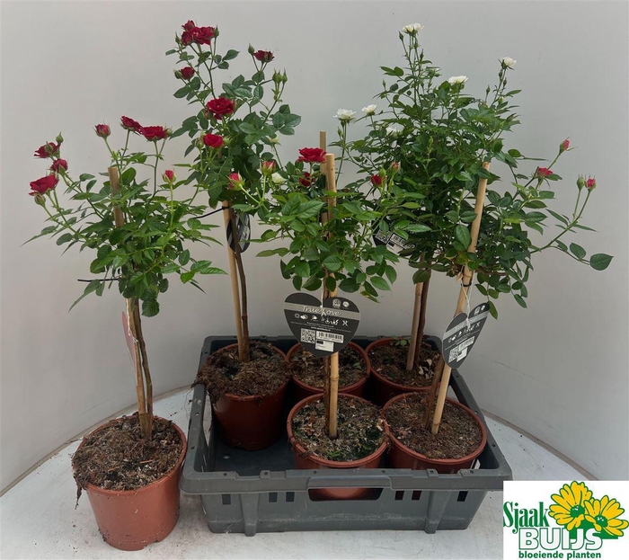 <h4>Rosa gemengd</h4>