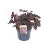 Heuchera micrantha Palace Purple