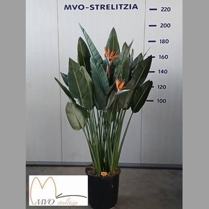 STRELITZIA REGIN BL