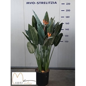 STRELITZIA REGIN BL