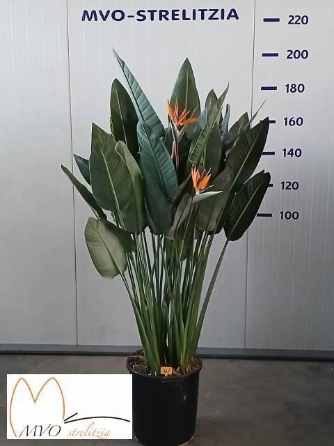 <h4>STRELITZIA REGIN BL</h4>