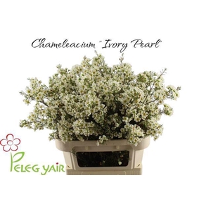 CHAME IVORY PEARL