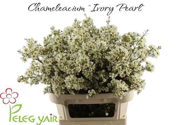 <h4>CHAME IVORY PEARL</h4>