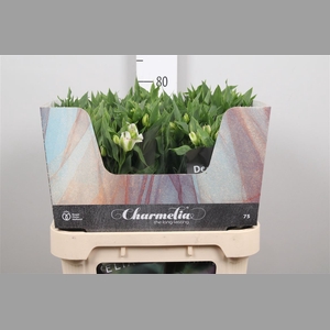 Alst Fl Charme White