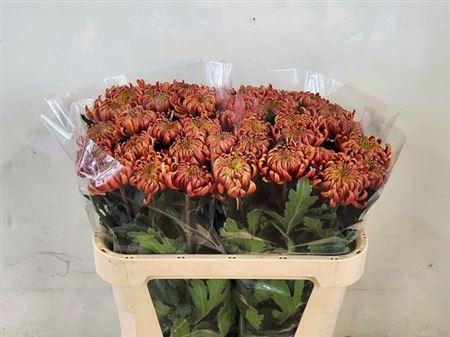 <h4>Chr G Fuego</h4>