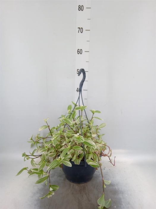 <h4>Tradescantia  'Brightness'</h4>