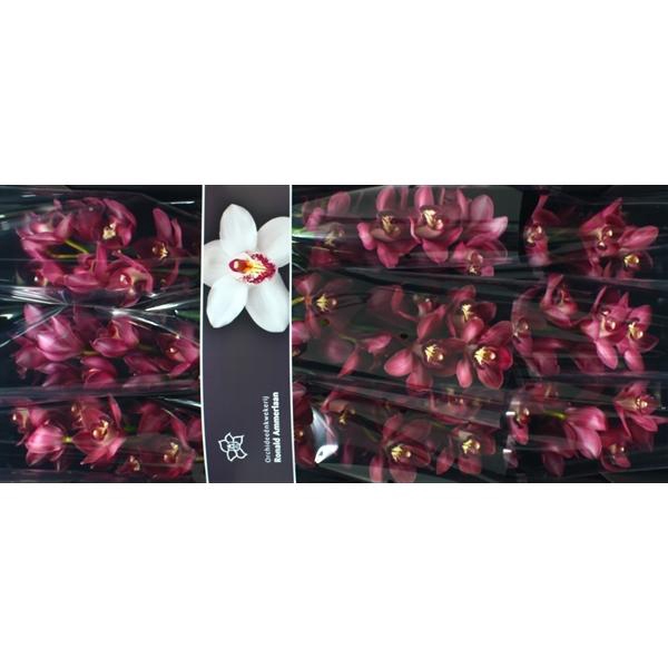 <h4>Cymb Tak Barolo x 9</h4>