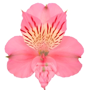 ALSTR PAMELA 60CM Tessa