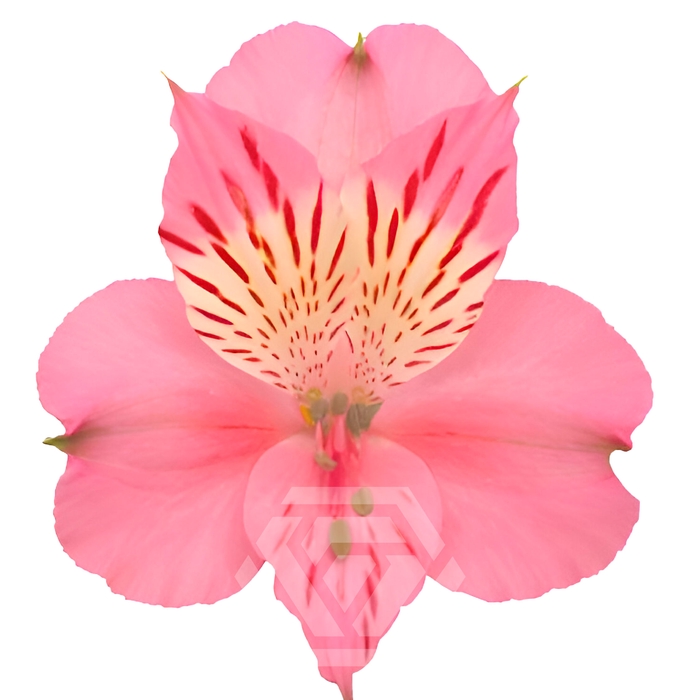 <h4>ALSTR PAMELA 60CM Tessa</h4>