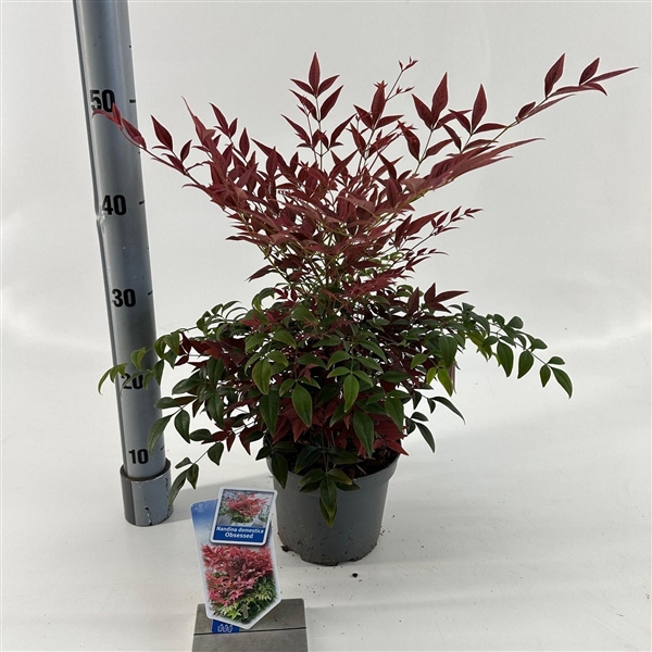 <h4>Nandina domestica Obsessed ('Seika'PBR)</h4>