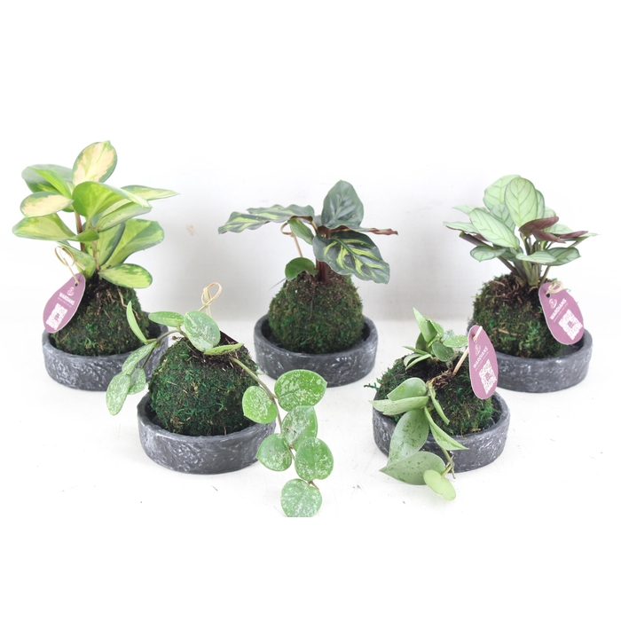 <h4>Arr3 Wr - Koko Bowl X5</h4>