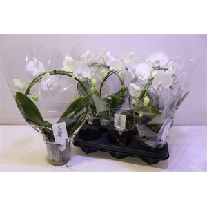 Phal Ov White Mirror