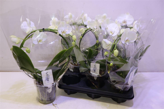 <h4>Phal Ov White Mirror</h4>