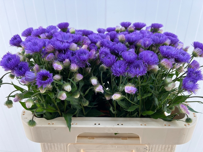 <h4>ERIGERON</h4>