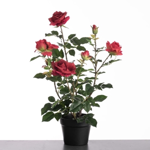 Af Rosa In Pot H64cm Red