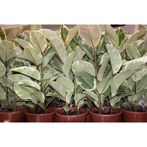 FICUS ELASTICA TINEKE P23 MIN 3 HT
