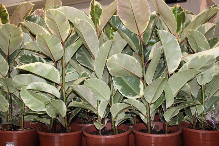 <h4>FICUS ELASTICA TINEKE P23 MIN 3 HT</h4>