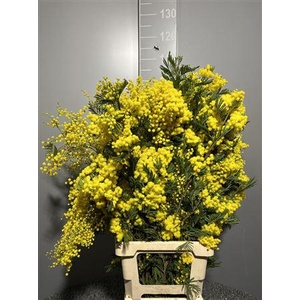 Acacia D Mirandole Pointe Giallo