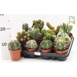 CACTUS GEM
