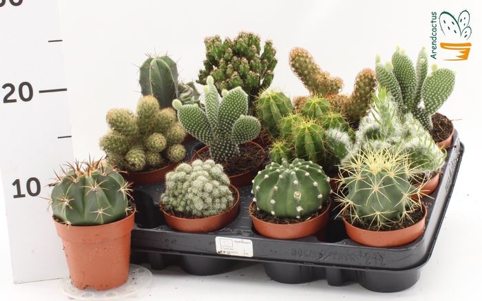 <h4>CACTUS GEM</h4>