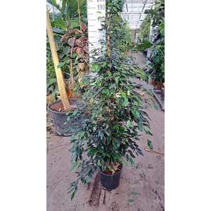 Ficus benja. 'Danielle'