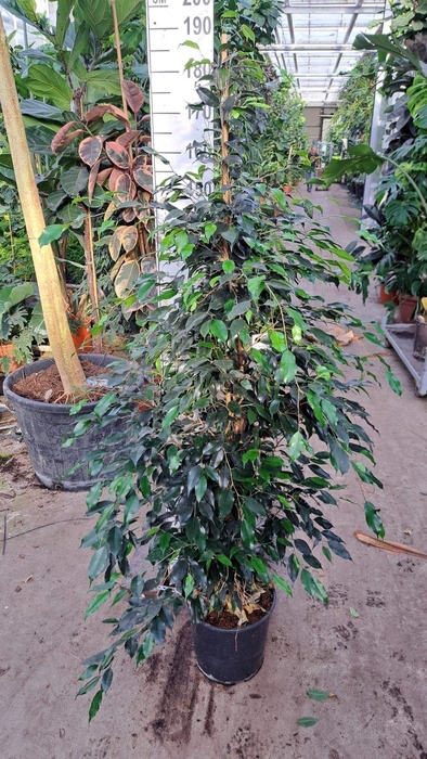 <h4>Ficus benja. 'Danielle'</h4>