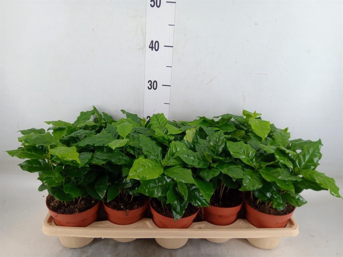 <h4>Coffea arabica</h4>