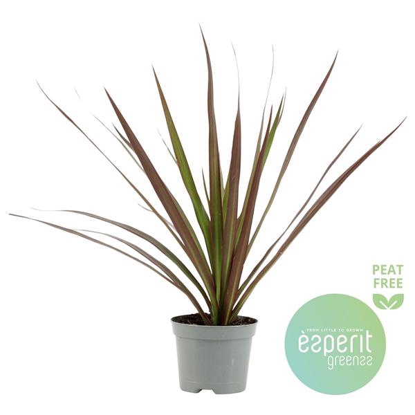 <h4>Dracaena Magenta</h4>