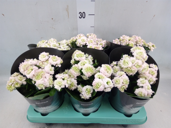 <h4>Kalanchoe blos. 'Supernova'</h4>