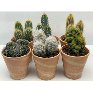 Cactus gemengd