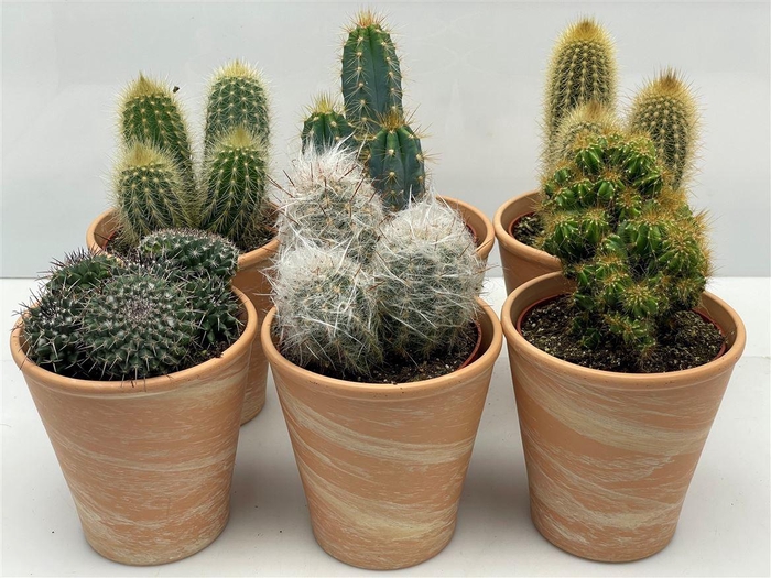 <h4>Cactus gemengd</h4>