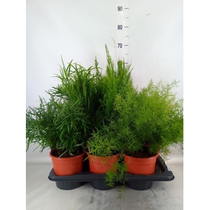 Asparagus   ...mix 3