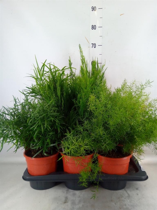 <h4>Asparagus   ...mix 3</h4>