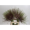 Allium schubertii