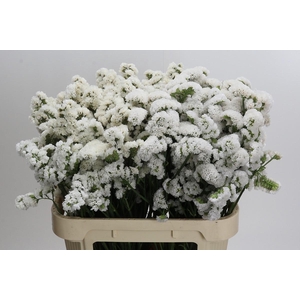 Limonium sinuatum 'Olga White'