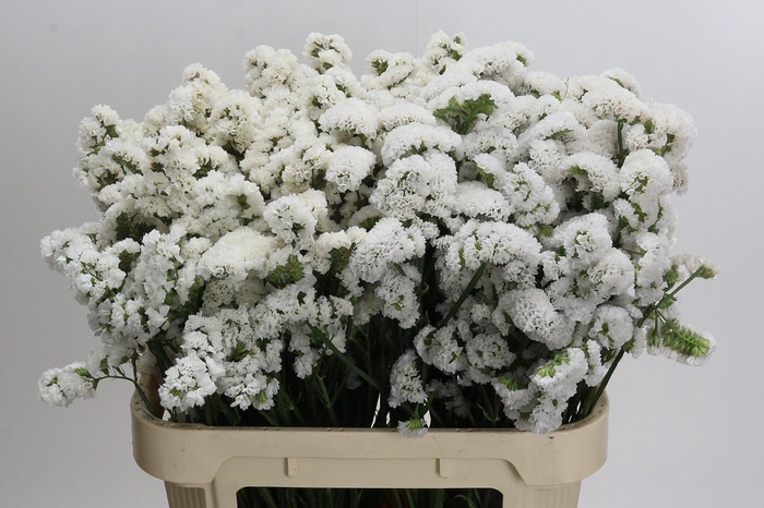 <h4>Limonium sinuatum 'Olga White'</h4>