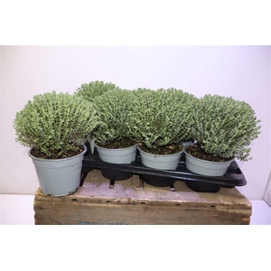 Thymus Vulgaris