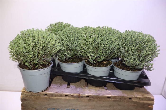 <h4>Thymus Vulgaris</h4>